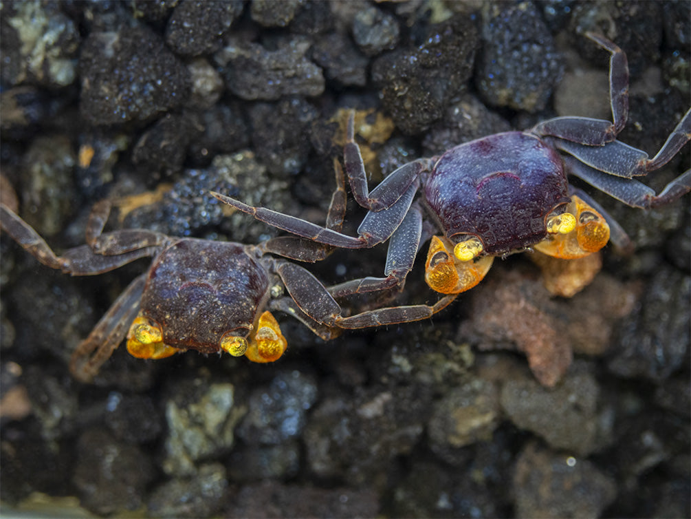 Lecaude Vampire Crab (Geosesarma sp.)