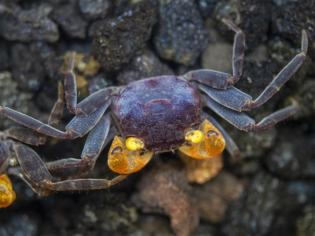 Lecaude Vampire Crab (Geosesarma sp.)