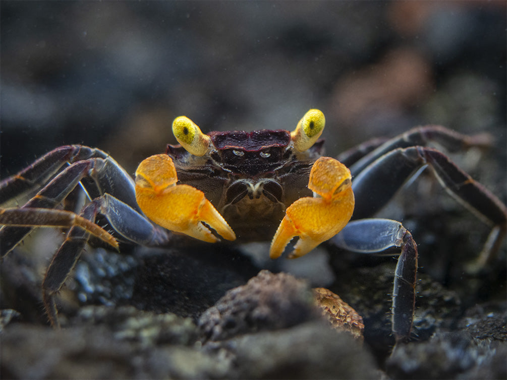 Lecaude Vampire Crab (Geosesarma sp.)