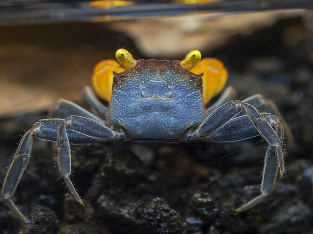 Lecaude Vampire Crab (Geosesarma sp.)