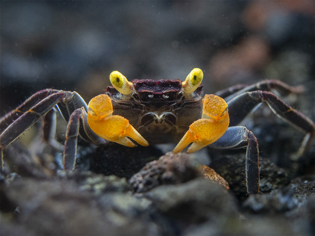 Lecaude Vampire Crab (Geosesarma sp.)