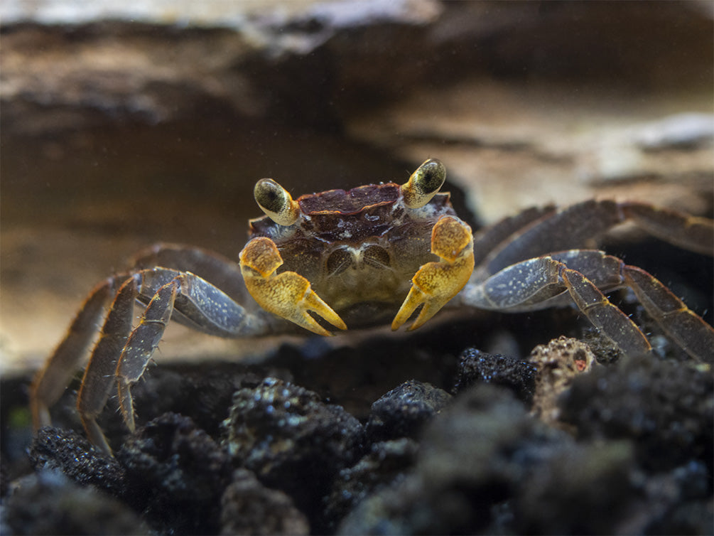 Lecaude Vampire Crab (Geosesarma sp.)