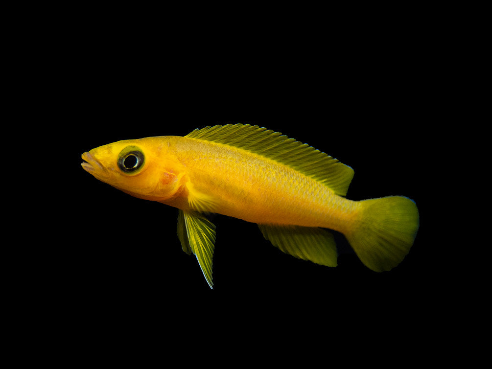Lemon Cichlid (Neolamprologus leleupi), Tank-Bred