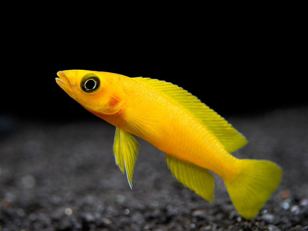 Lemon Cichlid (Neolamprologus leleupi), Tank-Bred