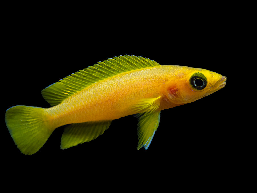 Lemon Cichlid (Neolamprologus leleupi), Tank-Bred