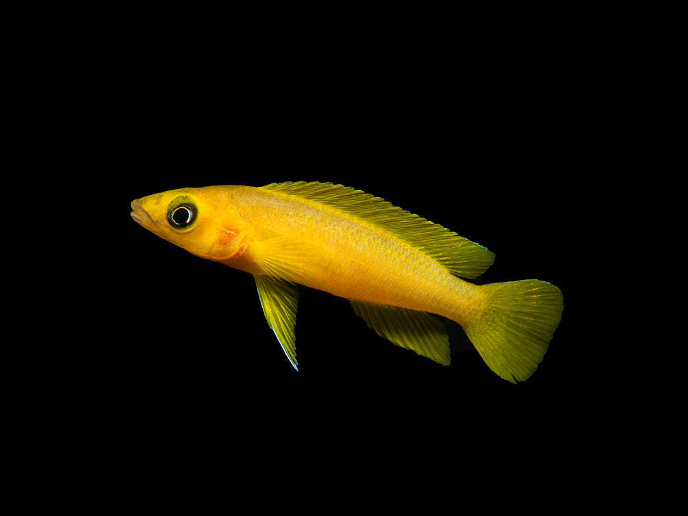 Lemon Cichlid (Neolamprologus leleupi), Tank-Bred