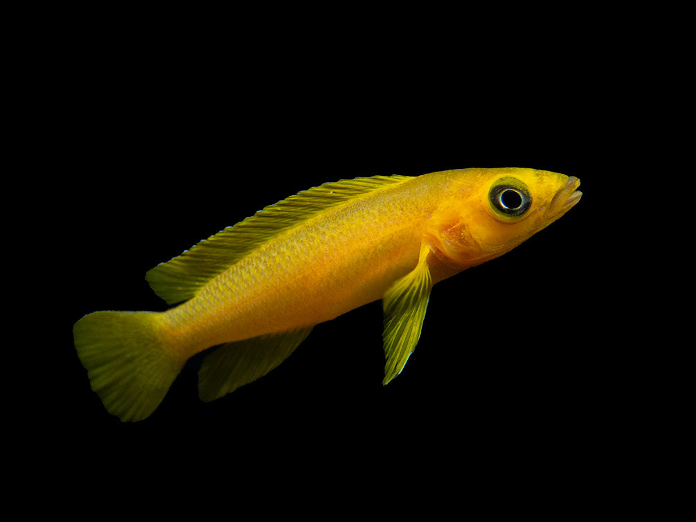 Lemon Cichlid (Neolamprologus leleupi), Tank-Bred