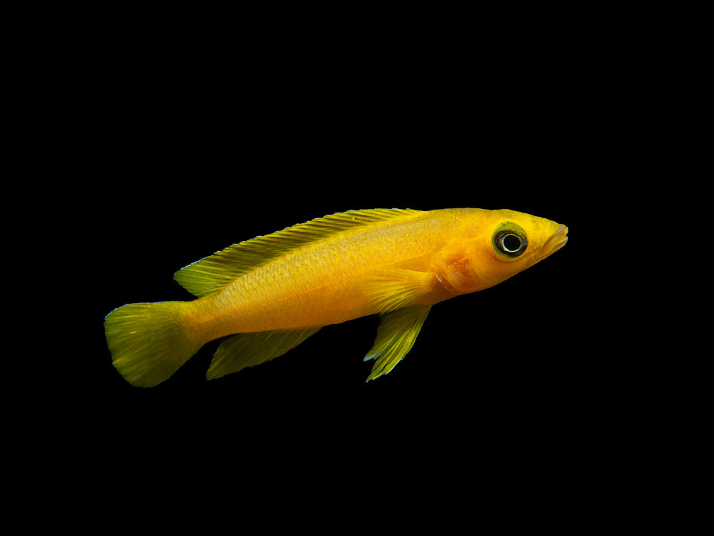 Lemon Cichlid (Neolamprologus leleupi), Tank-Bred