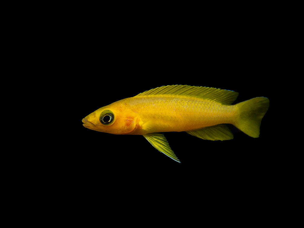 Lemon Cichlid (Neolamprologus leleupi), Tank-Bred