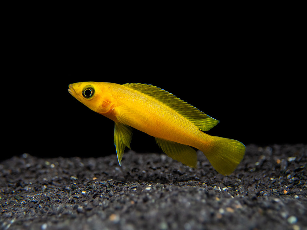 Lemon Cichlid (Neolamprologus leleupi), Tank-Bred
