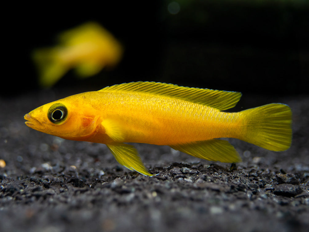 Lemon Cichlid (Neolamprologus leleupi), Tank-Bred