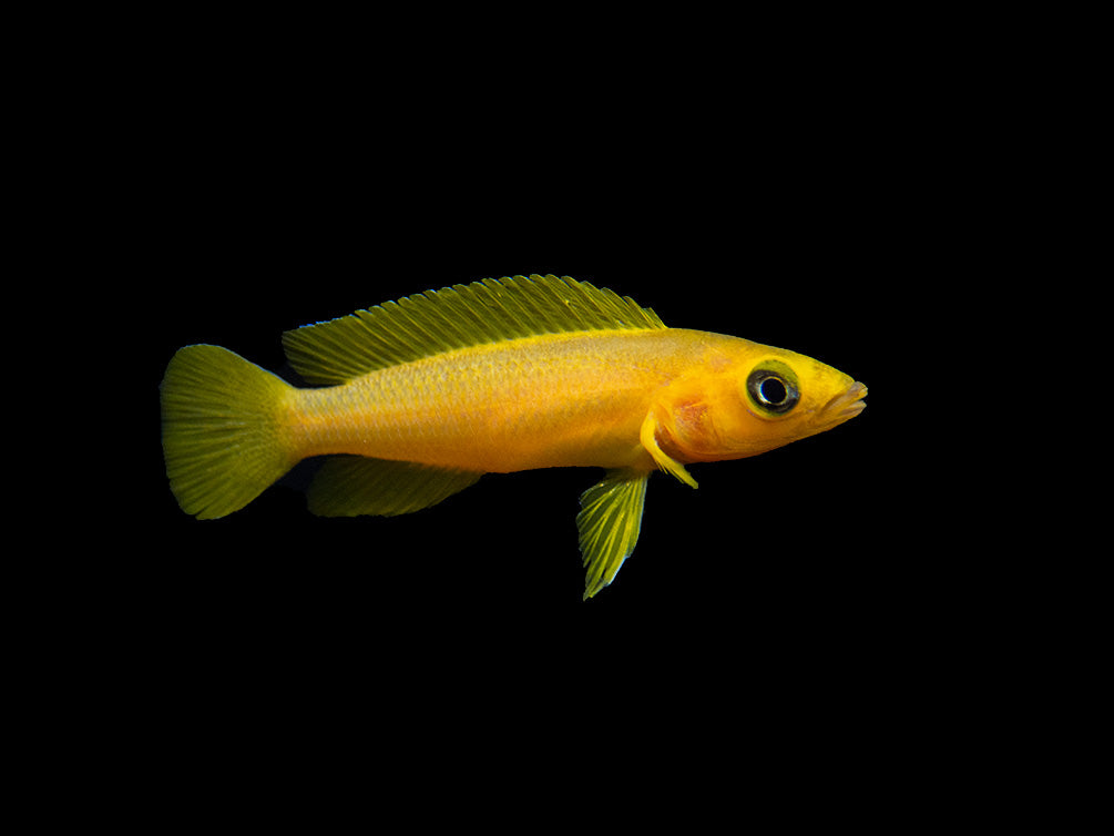 Lemon Cichlid (Neolamprologus leleupi), Tank-Bred