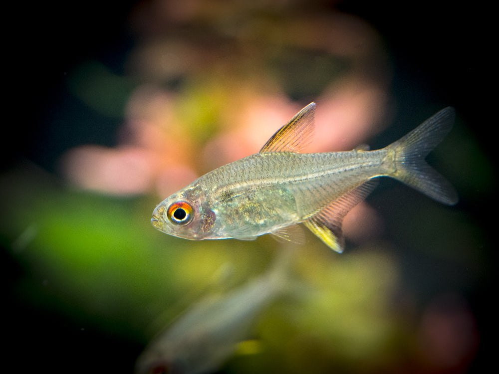 Lemon Tetra (Hyphessobrycon pulchripinnis) - Tank-Bred!