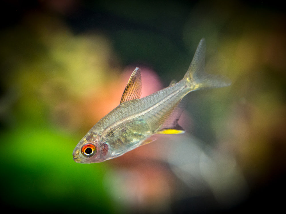 Lemon Tetra (Hyphessobrycon pulchripinnis) - Tank-Bred!