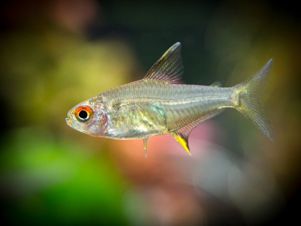 Lemon Tetra (Hyphessobrycon pulchripinnis) - Tank-Bred!