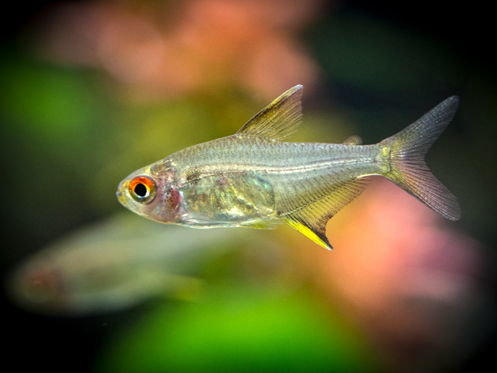 Lemon Tetra (Hyphessobrycon pulchripinnis) - Tank-Bred!