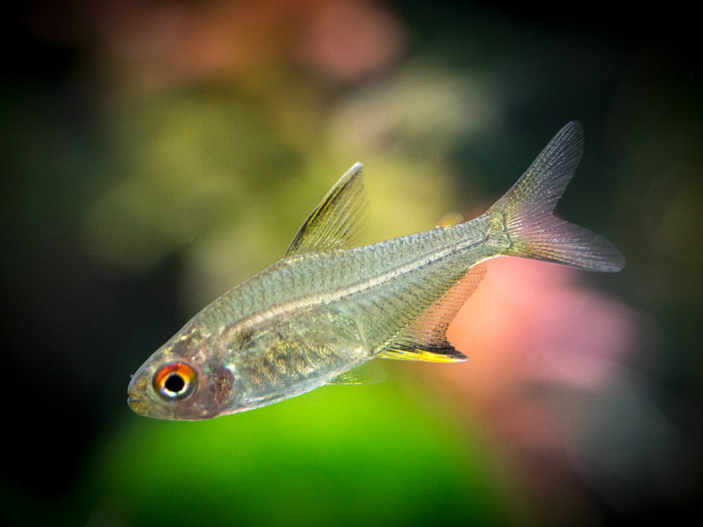 Lemon Tetra (Hyphessobrycon pulchripinnis) - Tank-Bred!