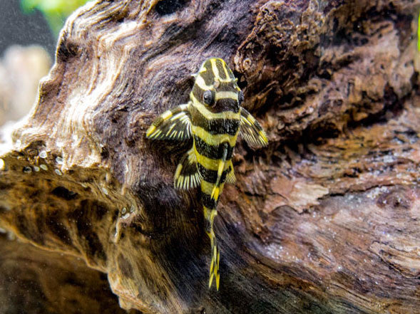 ブラスタ ネコメ アクコ L134 Leopard Frog Pleco (Peckoltia compta), Tank-Bred - Aquatic Arts
