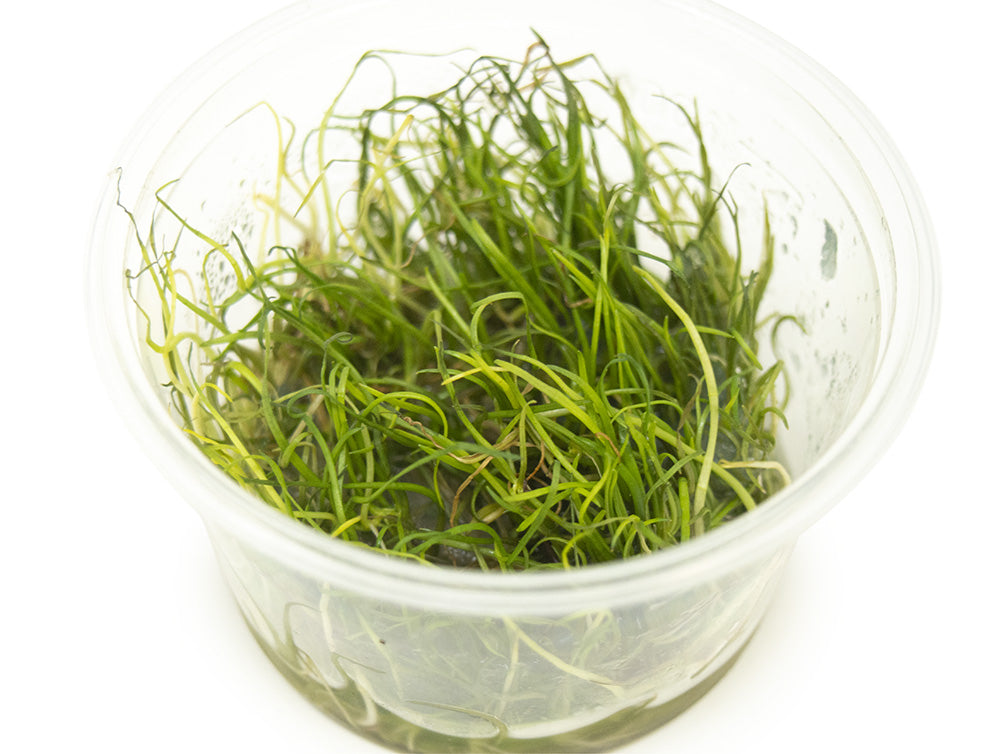 Narrow Leaf Micro Sword (Lilaeopsis mauritiana) Tissue Culture