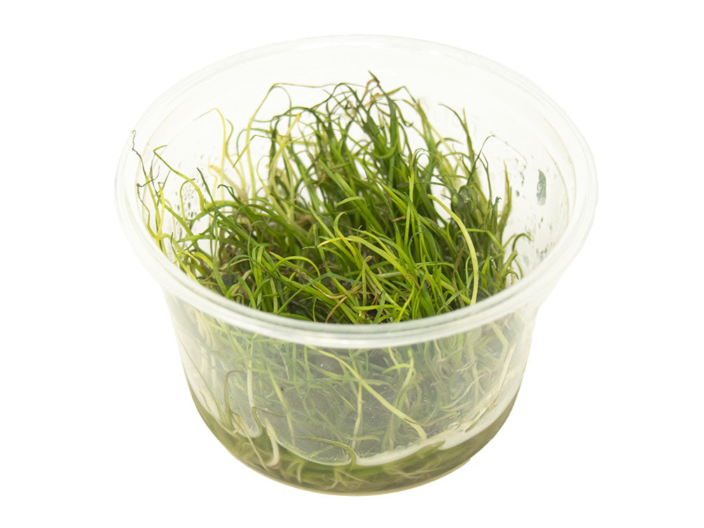 Narrow Leaf Micro Sword (Lilaeopsis mauritiana) Tissue Culture