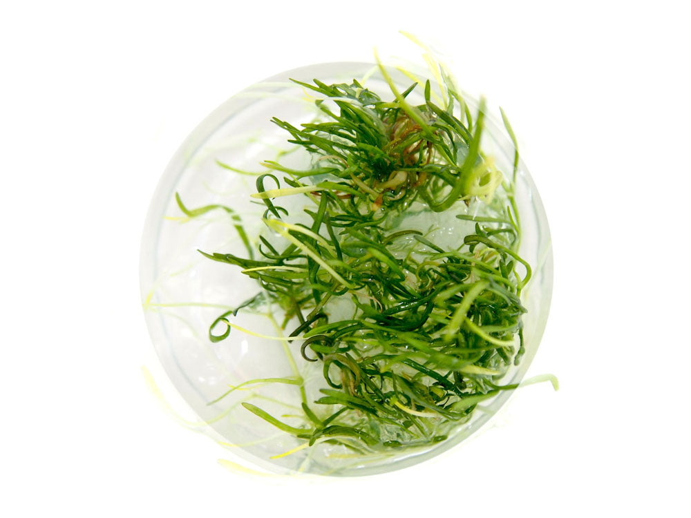 Brazilian Micro Sword (Lilaeopsis brasiliensis) Tissue Culture