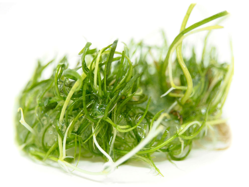 Brazilian Micro Sword (Lilaeopsis brasiliensis) Tissue Culture ...