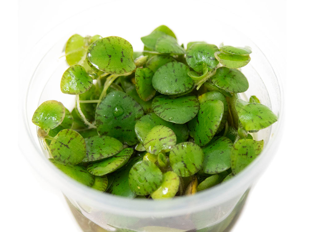 Amazon Frogbit AKA Spongeplant (Limnobium laevigatum) Tissue Culture