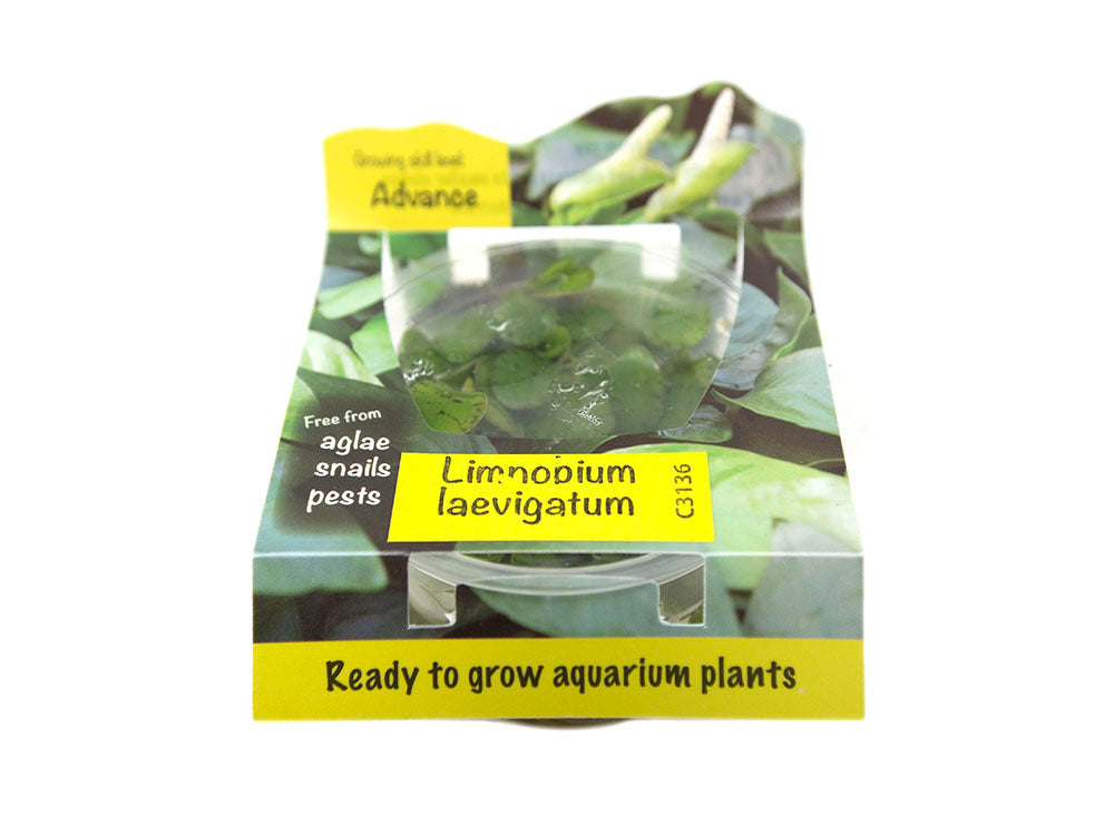 Amazon Frogbit AKA Spongeplant (Limnobium laevigatum) Tissue Culture