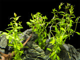 Limnophila Aromatica AKA Rice Paddy Herb (Limnophila aromatica), Bunch