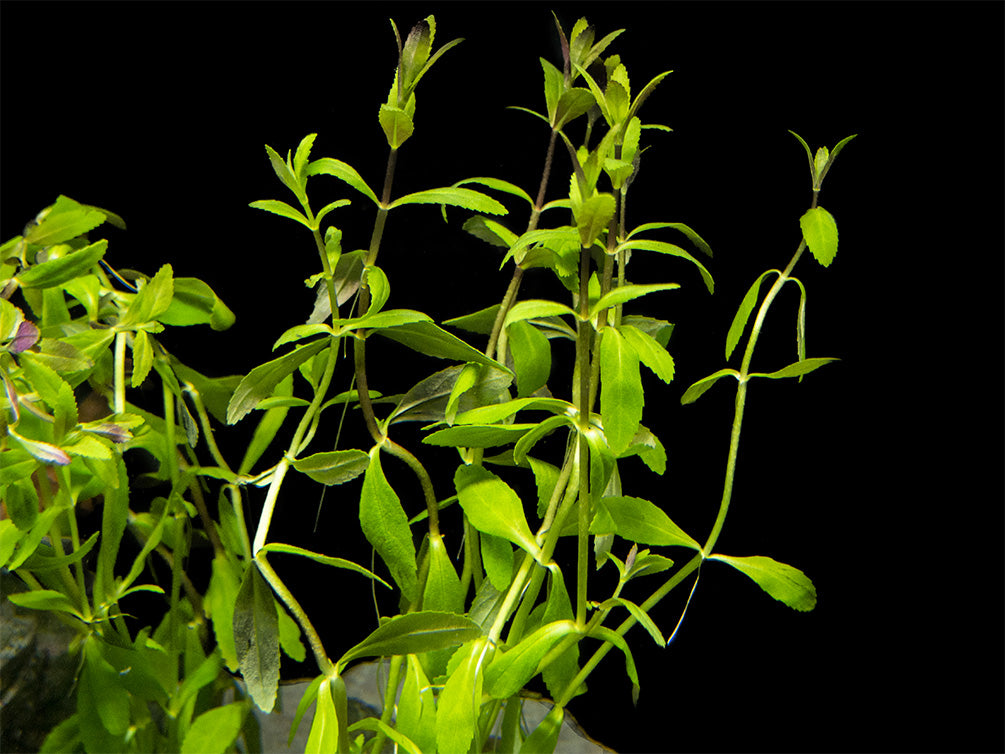 Limnophila Aromatica AKA Rice Paddy Herb (Limnophila aromatica), Bunch