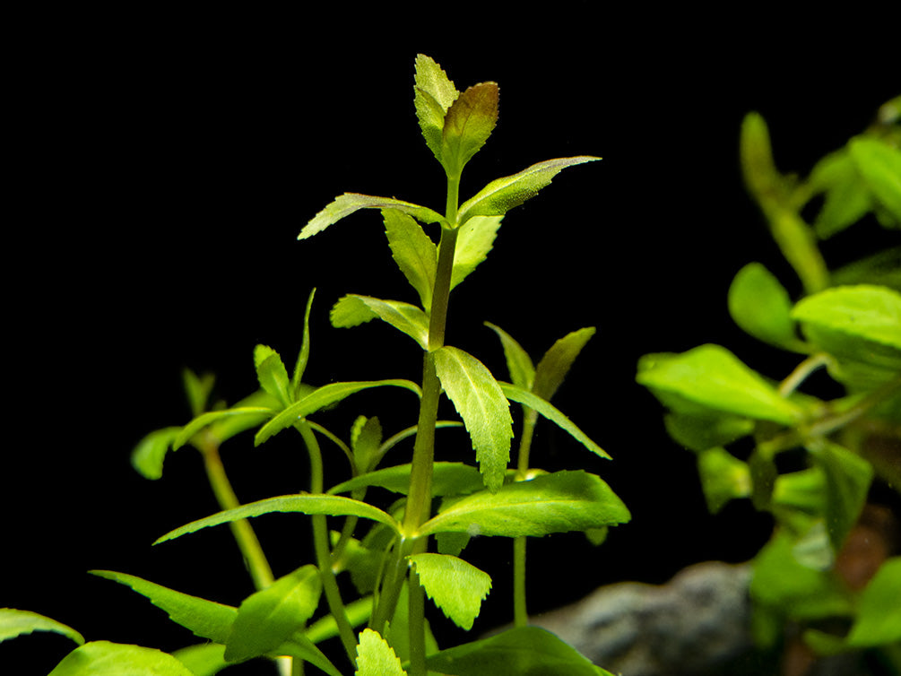 Limnophila Aromatica AKA Rice Paddy Herb (Limnophila aromatica), Bunch