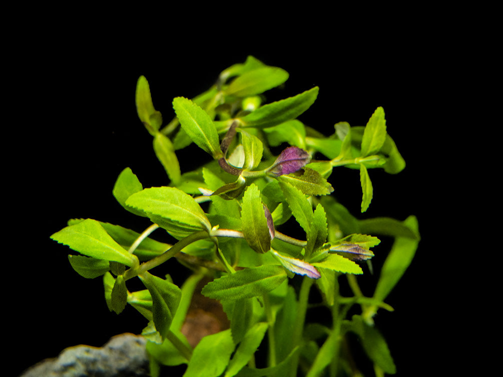 Limnophila Aromatica AKA Rice Paddy Herb (Limnophila aromatica), Bunch