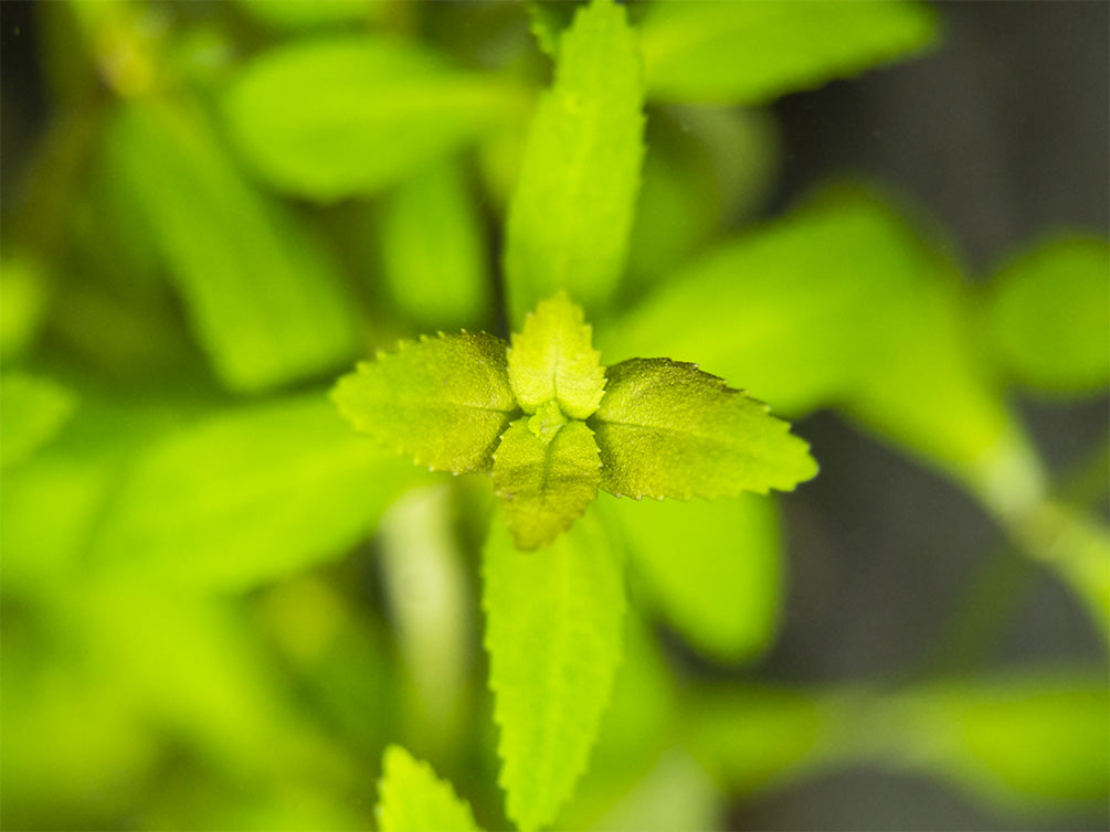 Limnophila Aromatica AKA Rice Paddy Herb (Limnophila aromatica), Bunch