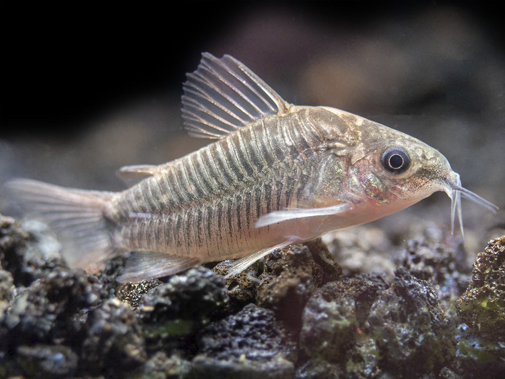 Little Cory Catfish (Corydoras nanus)