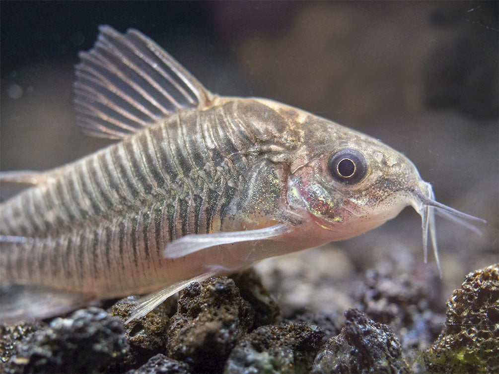 Little Cory Catfish (Corydoras nanus)