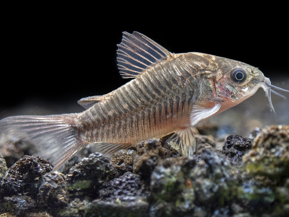 Little Cory Catfish (Corydoras nanus)