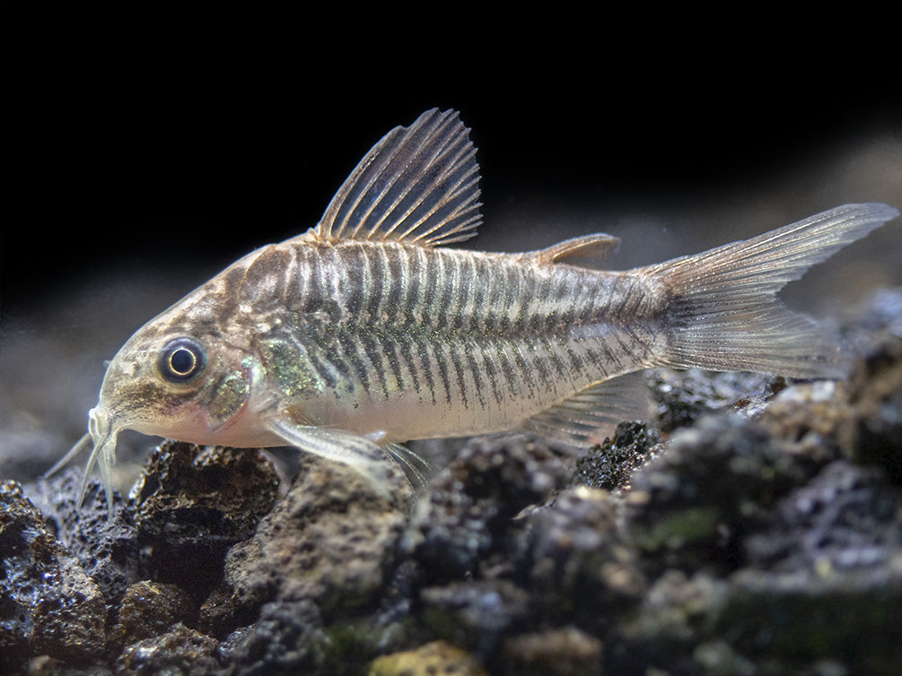 Little Cory Catfish (Corydoras nanus)