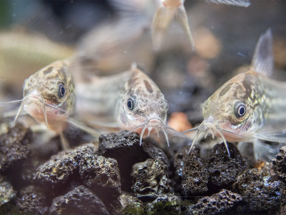 Little Cory Catfish (Corydoras nanus)