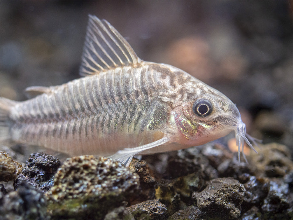 Little Cory Catfish (Corydoras nanus)