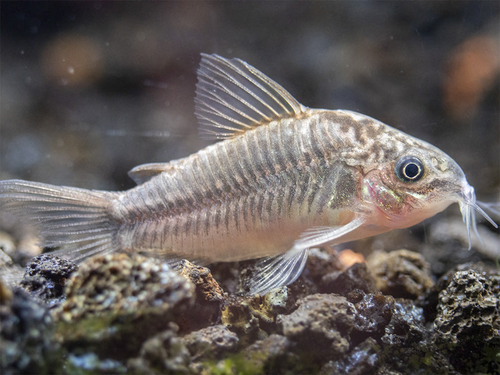 Little Cory Catfish (Corydoras nanus)