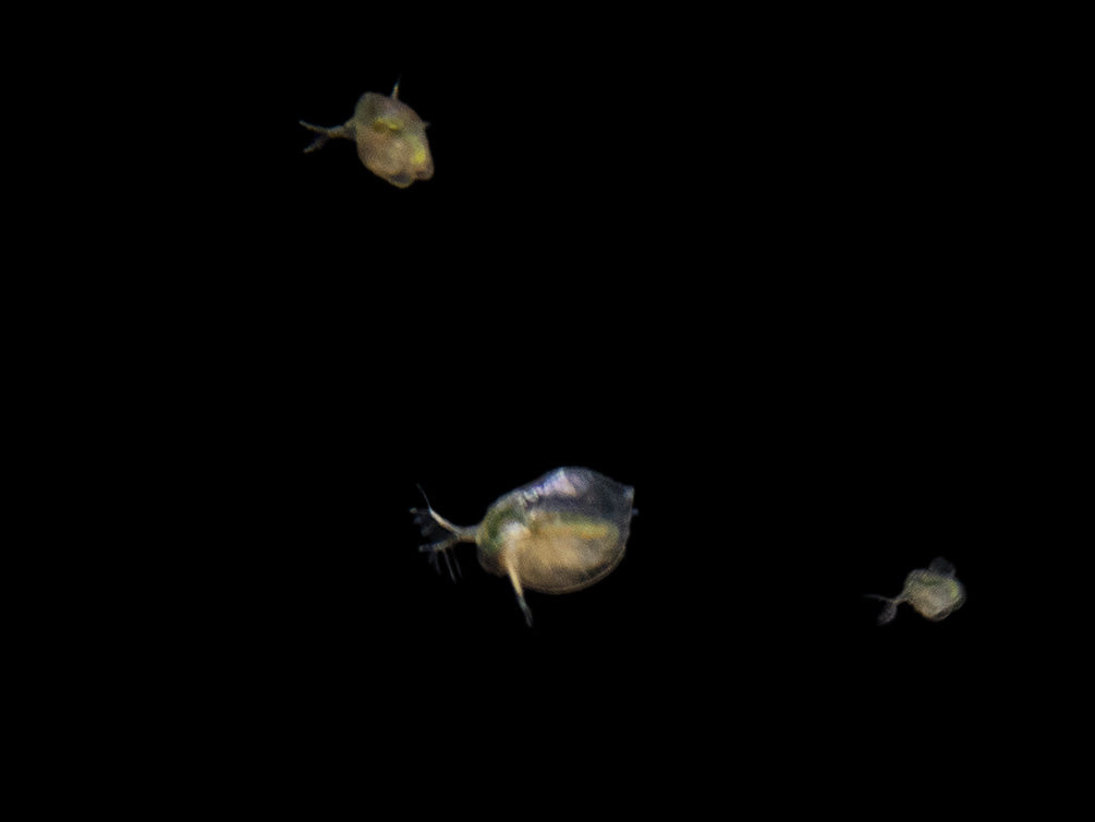 Live Daphnia and Scud Cultures Combo Pack  - Aquatic Arts