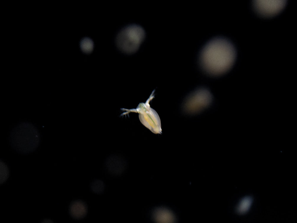 Live Daphnia and Scud Cultures Combo Pack  - Aquatic Arts