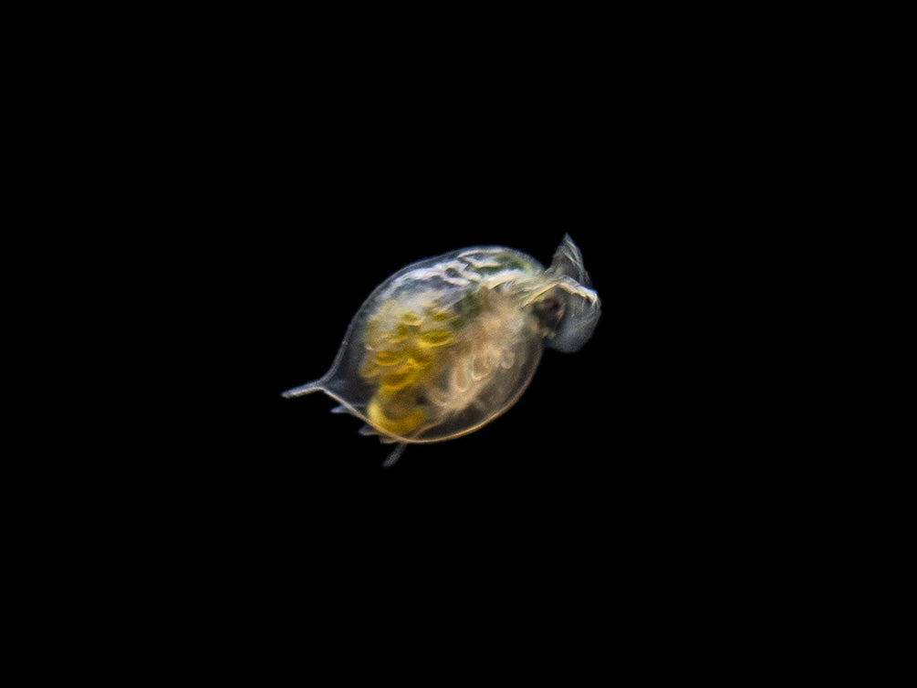 Aquatic Arts live daphnia fish food for sale