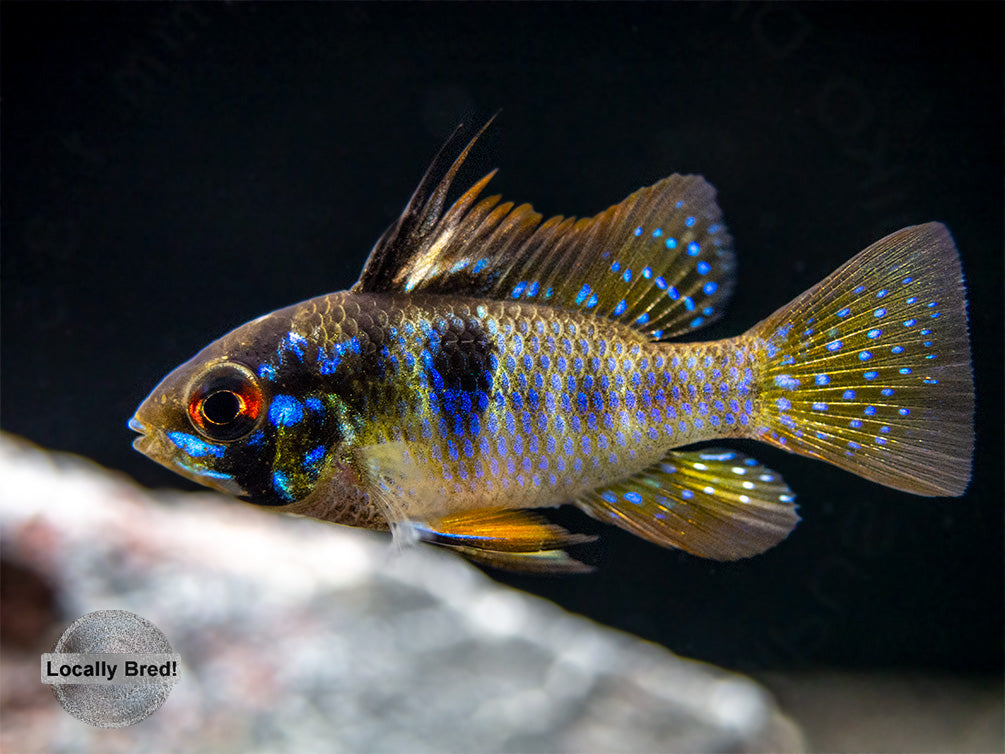 German Blue Ram Dwarf Cichlid (Mikrogeophagus ramirezi) -  LOCALLY BRED!!!