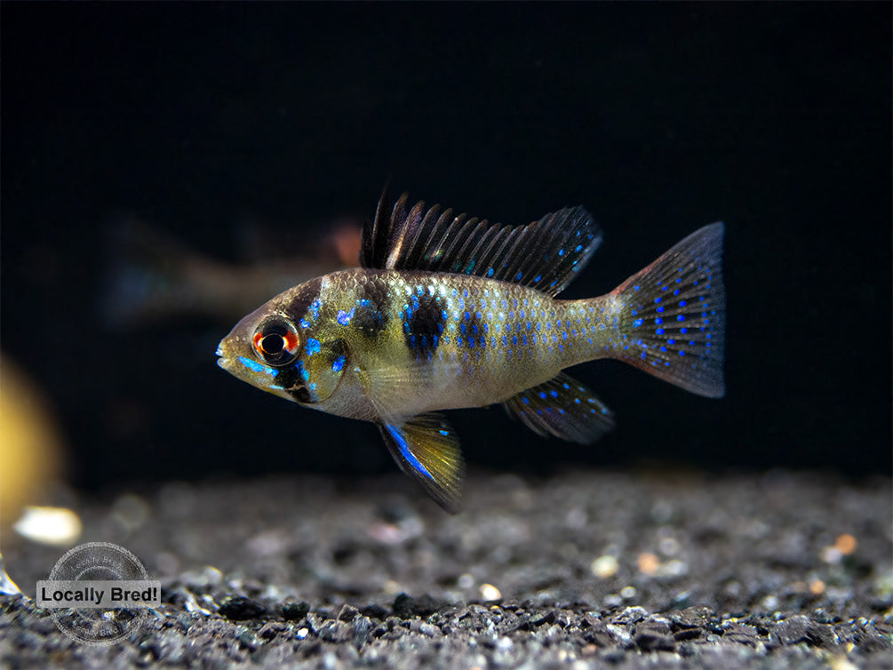 German Blue Ram Dwarf Cichlid (Mikrogeophagus ramirezi) -  LOCALLY BRED!!!