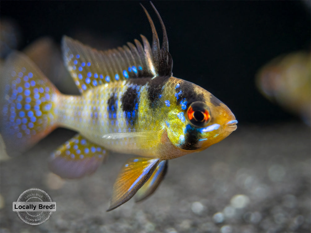 German Blue Ram Dwarf Cichlid (Mikrogeophagus ramirezi) -  LOCALLY BRED!!!