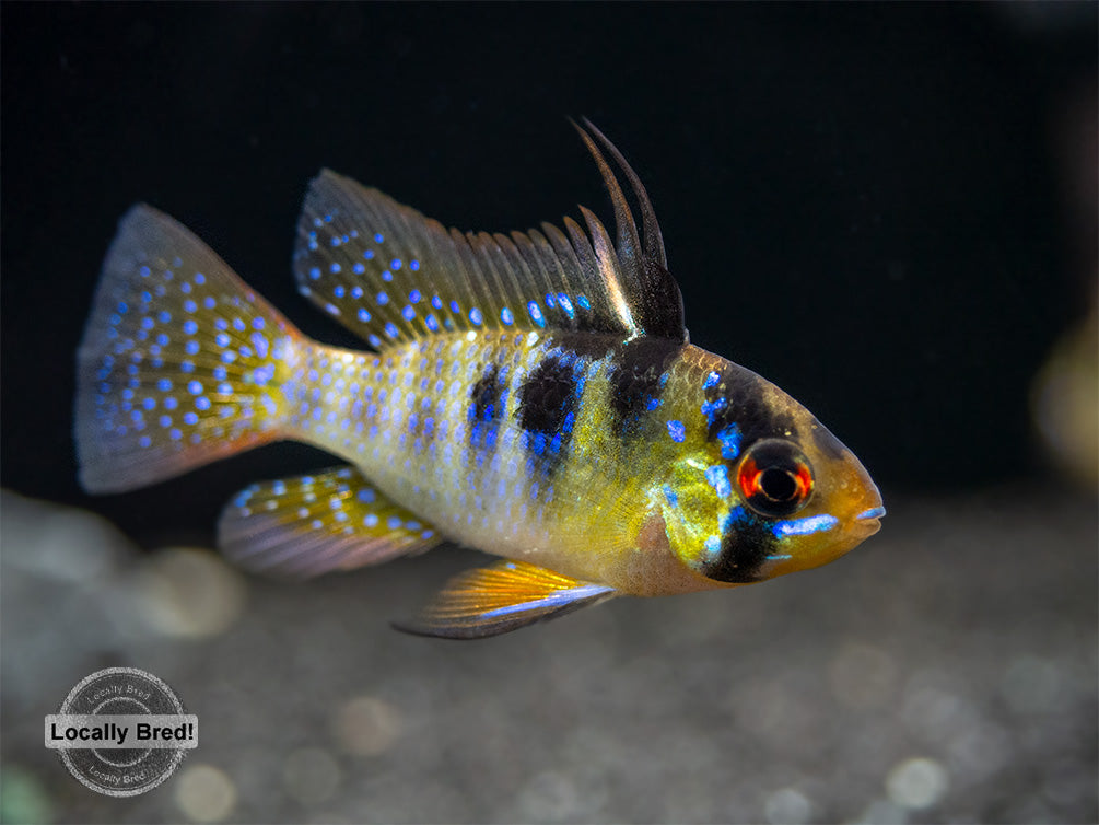 German Blue Ram Dwarf Cichlid (Mikrogeophagus ramirezi) -  LOCALLY BRED!!!