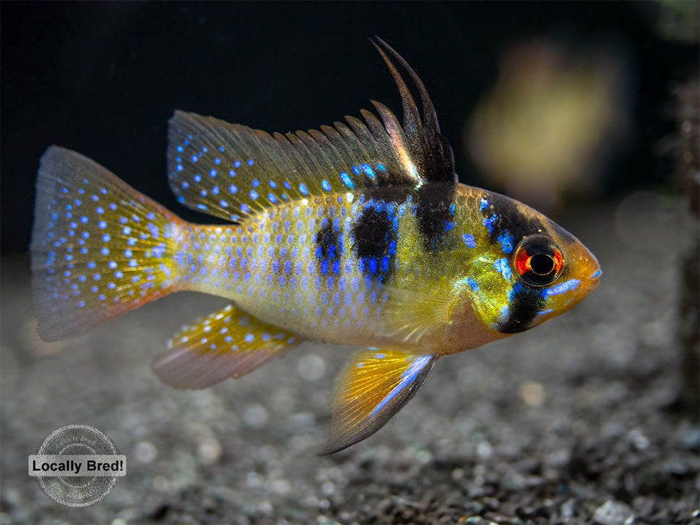 German Blue Ram Dwarf Cichlid (Mikrogeophagus ramirezi) -  LOCALLY BRED!!!