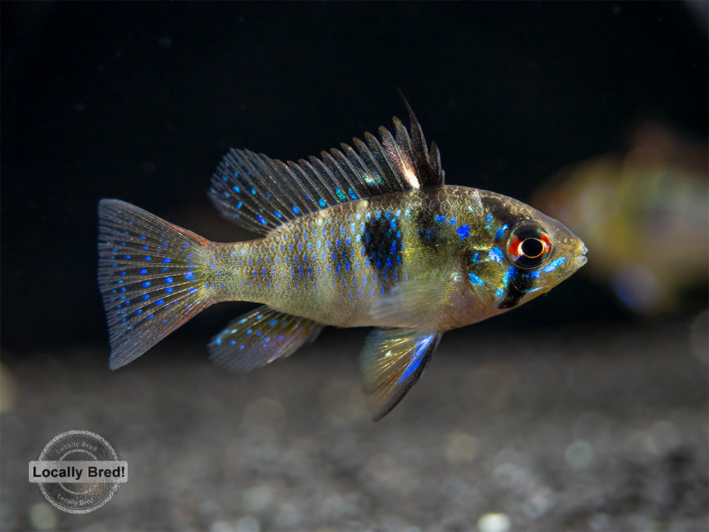 German Blue Ram Dwarf Cichlid (Mikrogeophagus ramirezi) -  LOCALLY BRED!!!