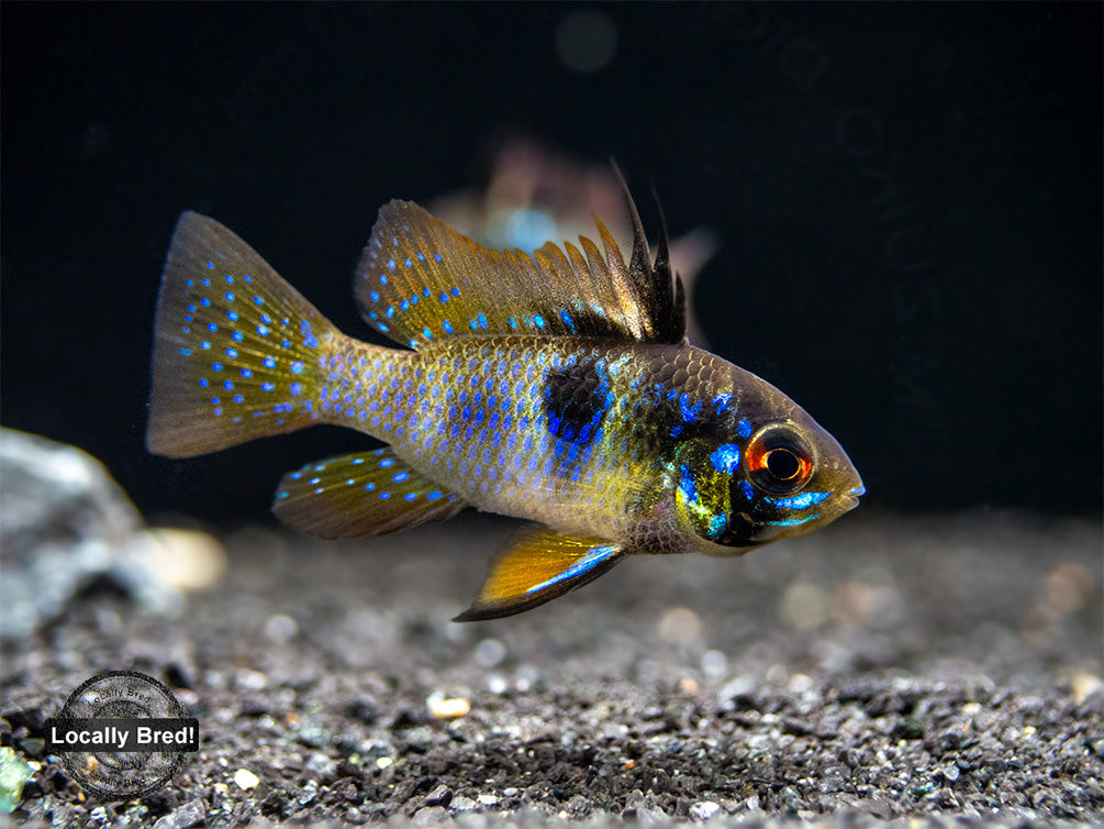 German Blue Ram Dwarf Cichlid (Mikrogeophagus ramirezi) -  LOCALLY BRED!!!